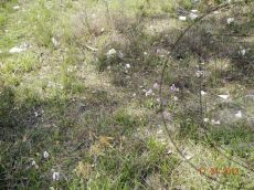 Orchis-simia_массовое-цветение